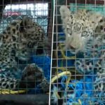 Leopard Rescued in Jammu and Kashmir: Wildlife Department Rescues Big Cat From Village in Udhampur District (Watch Video)